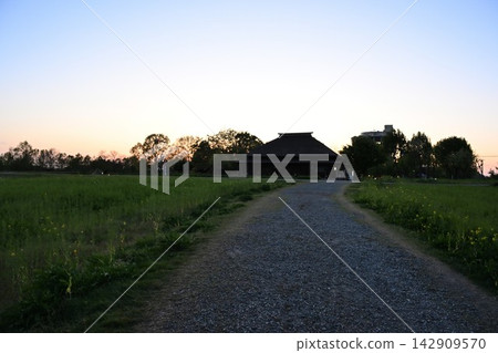 福島潟湖的日落和穿過草地的步道(新潟縣新潟市) 福島潟湖的日落和穿過草地的步道(新潟縣新潟市) 142909570