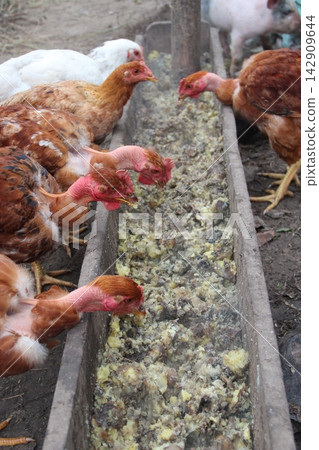 Domestic chickens eat feed from a wooden trough on a rural farm. 142909644