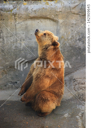 Large brown bear sitting and looking up near a stone wall. Large brown bear sitting and looking up near a stone wall. 142909645