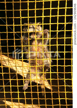 Cute raccoon climbing on a yellow metal wire cage grid. Wild animal Cute raccoon climbing on a yellow metal wire cage grid. Wild animal 142909646