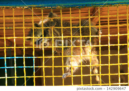 Funny raccoon hanging upside down on a yellow grid in a zoo cage. Funny raccoon hanging upside down on a yellow grid in a zoo cage. 142909647
