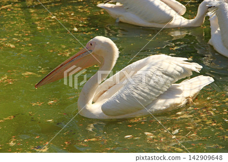 Great white pelican swimming in a pond with green water. Large aquatic bird 142909648