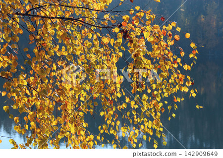 Golden autumn birch leaves hanging over a calm water surface. Golden autumn birch leaves hanging over a calm water surface. 142909649