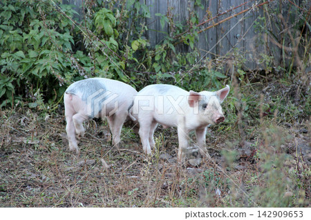 Two small spotted piglets walking on grass in a rural backyard. 142909653