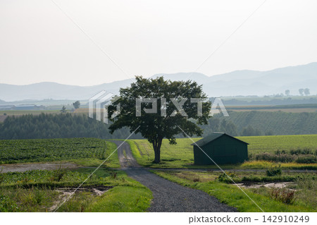 A large tree and a green hut beside a gravel road that runs through a green farmland. A large tree and a green hut beside a gravel road that runs through a green farmland. 142910249