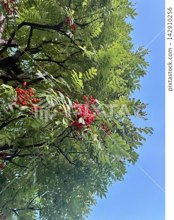 Blue sky and rowan trees with red berries Blue sky and rowan trees with red berries 142910256