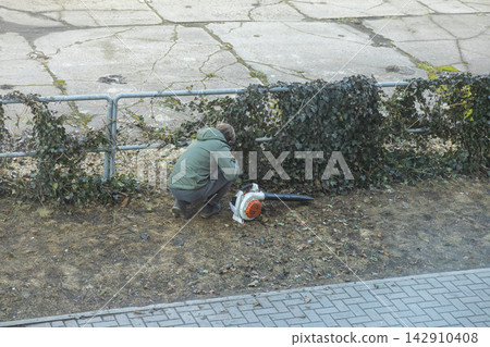 A worker kneels while pruning ivy on a metal fence in an urban area, using a leaf blower for cleanup tasks to maintain landscaping and keep public outdoor spaces neat and tidy daily A worker kneels while pruning ivy on a metal fence in an urban area, using a leaf blower for cleanup tasks to maintain landscaping and keep public outdoor spaces neat and tidy daily 142910408