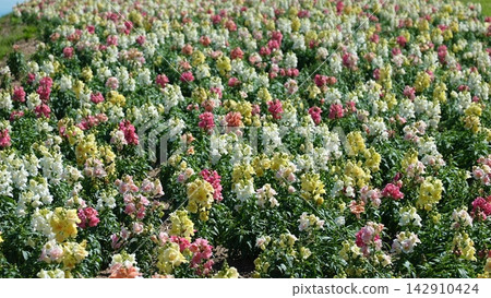 Snapdragons blooming in a variety of colors in the sunlight, and the scenery of early summer. Snapdragons blooming in a variety of colors in the sunlight, and the scenery of early summer. 142910424