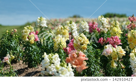 Snapdragons blooming in a variety of colors in the sunlight, and the scenery of early summer. Snapdragons blooming in a variety of colors in the sunlight, and the scenery of early summer. 142910427