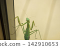 A female praying mantis climbing a glass window (November) 142910653