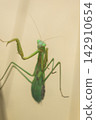 A female praying mantis climbing a glass window (November) 142910654