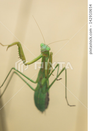 A female praying mantis climbing a glass window (November) A female praying mantis climbing a glass window (November) 142910654