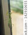 A female praying mantis climbing a glass window (November) 142910655
