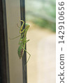 A female praying mantis climbing a glass window (November) 142910656