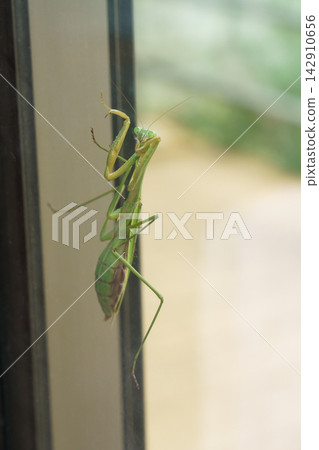 A female praying mantis climbing a glass window (November) A female praying mantis climbing a glass window (November) 142910656
