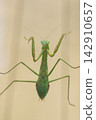 A female praying mantis climbing a glass window (November) 142910657