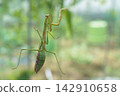 A female praying mantis climbing a glass window (November) 142910658