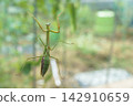 A female praying mantis climbing a glass window (November) 142910659