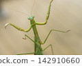 A female praying mantis climbing a glass window (November) 142910660