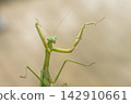 A female praying mantis climbing a glass window (November) 142910661