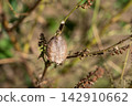 Praying mantis eggs laid on a shiso branch (November) 142910662