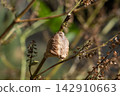 Praying mantis eggs laid on a shiso branch (November) 142910663