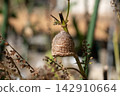Praying mantis eggs laid on a shiso branch (November) 142910664