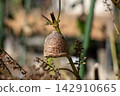 Praying mantis eggs laid on a shiso branch (November) 142910665