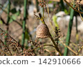 Praying mantis eggs laid on a shiso branch (November) 142910666