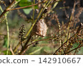 Praying mantis eggs laid on a shiso branch (November) 142910667