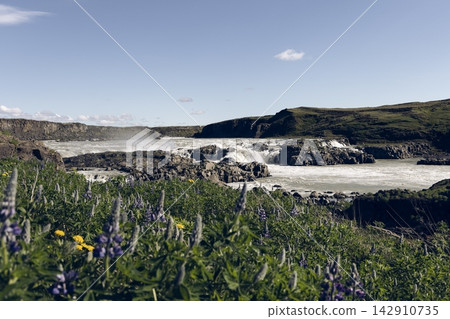Urridafoss Waterfall and Purple Lupines by the Thjorsa River in Summer, Iceland Urridafoss Waterfall and Purple Lupines by the Thjorsa River in Summer, Iceland 142910735