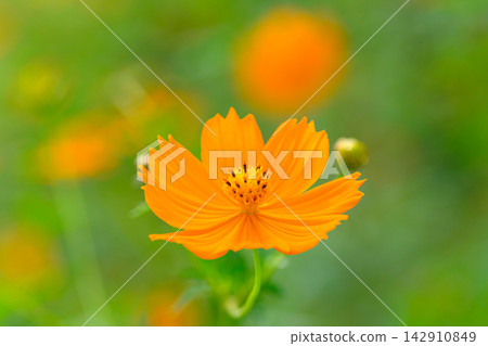  黃波斯菊 142910849
