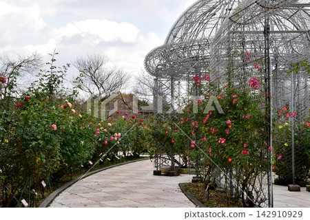 神奈川縣小田原花園，玫瑰園內步道蜿蜒，玫瑰花盛開。 142910929