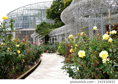A walking path through the rose garden and roses in full bloom at Odawara Flower Garden, Kanagawa Prefecture. A walking path through the rose garden and roses in full bloom at Odawara Flower Garden, Kanagawa Prefecture. 142910932