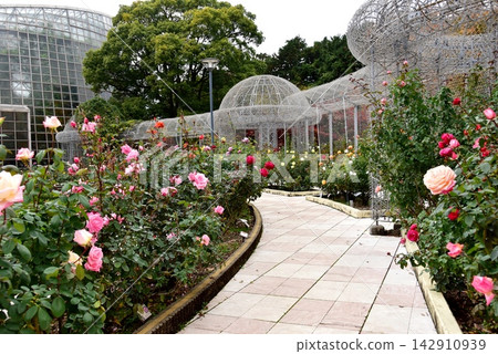 A walking path through the rose garden and roses in full bloom at Odawara Flower Garden, Kanagawa Prefecture. A walking path through the rose garden and roses in full bloom at Odawara Flower Garden, Kanagawa Prefecture. 142910939