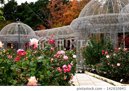 A walking path through the rose garden and roses in full bloom at Odawara Flower Garden, Kanagawa Prefecture. A walking path through the rose garden and roses in full bloom at Odawara Flower Garden, Kanagawa Prefecture. 142910941