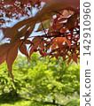 Momiji started to color 142910960