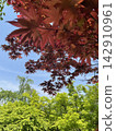 Red maple and fresh green 142910961