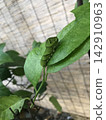 A swallowtail butterfly larva 142910963