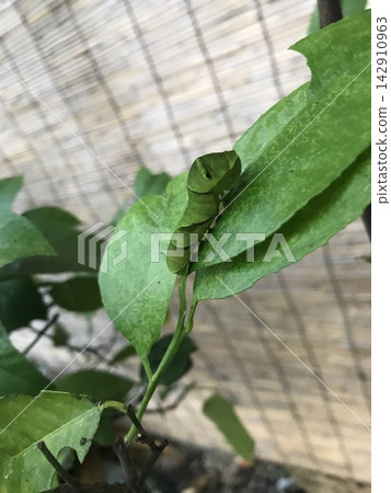 A swallowtail butterfly larva A swallowtail butterfly larva 142910963