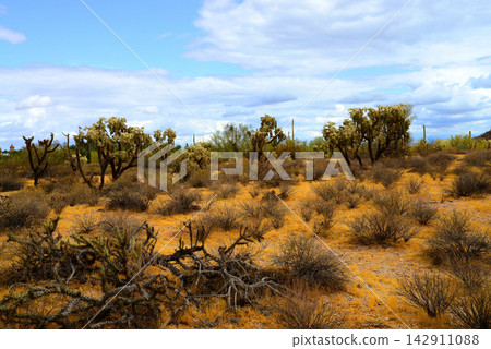 Sonoran Desert Arizona Sonoran Desert Arizona 142911088