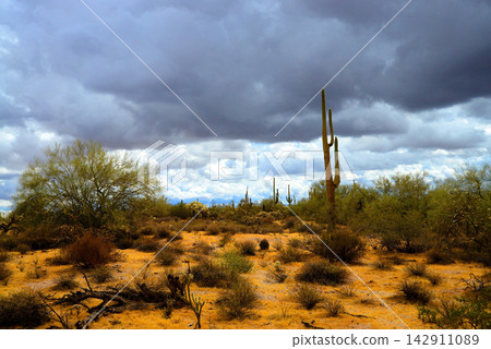 Sonoran Desert Arizona Sonoran Desert Arizona 142911089