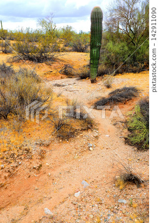 Arizona Desert Arroyo Arizona Desert Arroyo 142911090