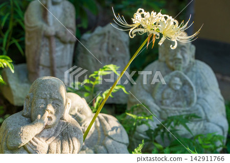 White spider lilies and stone statues of Rakan at Josenji Temple White spider lilies and stone statues of Rakan at Josenji Temple 142911766