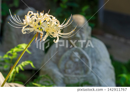 White spider lilies and stone statues of Rakan at Josenji Temple White spider lilies and stone statues of Rakan at Josenji Temple 142911767
