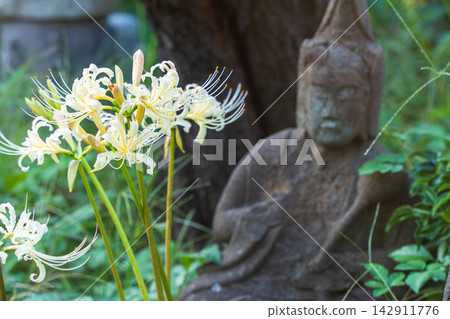 長泉寺的白色彼岸花和羅乾石像 長泉寺的白色彼岸花和羅乾石像 142911776
