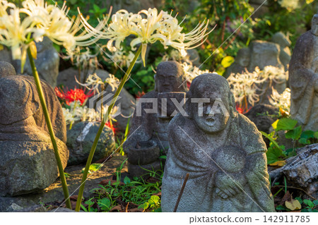 White spider lilies and stone statues of Rakan at Josenji Temple White spider lilies and stone statues of Rakan at Josenji Temple 142911785