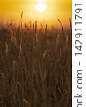 Golden Grassland at Sunset on the South Downs, England 142911791