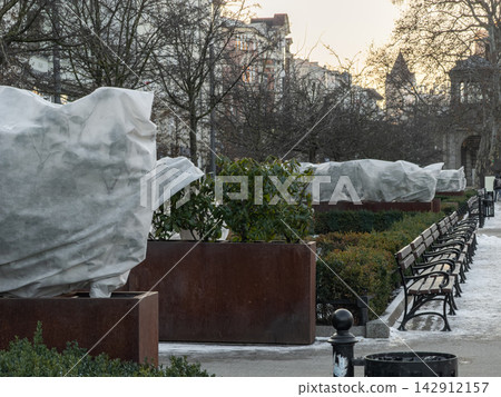 Winter protection for decorative shrubs in metal planters along a park pathway with wooden benches, creating a serene urban atmosphere during the cold dormant season in the cityscape Winter protection for decorative shrubs in metal planters along a park pathway with wooden benches, creating a serene urban atmosphere during the cold dormant season in the cityscape 142912157