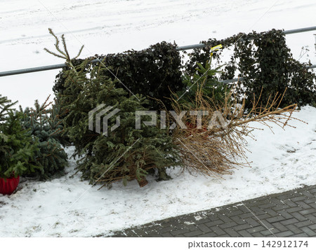 Used conifer branches abandoned in a white winter landscape represent the end of the festive season, highlighting environmental cleanup efforts and urban recycling in cold weather Used conifer branches abandoned in a white winter landscape represent the end of the festive season, highlighting environmental cleanup efforts and urban recycling in cold weather 142912174